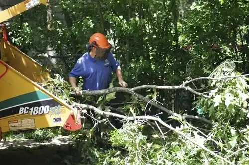 tree services Incline Village